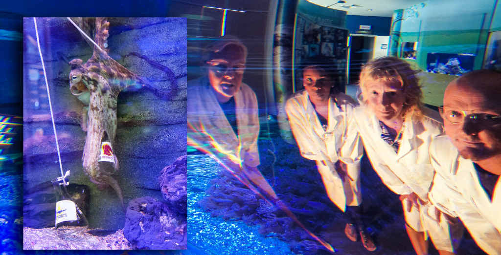 OCEAN ORACLE: Squirt the Octopus from Southern Cross University attempts to pick the NRL grand final winner.